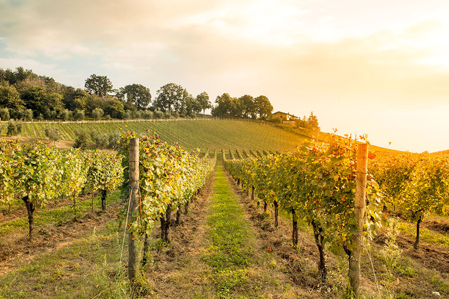 Agriculture : cultiver en harmonie avec la nature